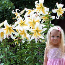 Afbeelding in Gallery-weergave laden, Hoe langer deze lelie in de tuin staat, hoe groter en sterker ze wordt. Schitterende wit met gele OT hybride lelie.
