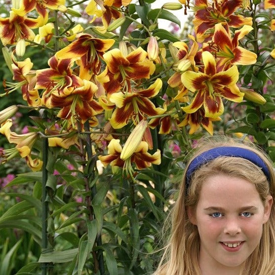 Lelie Robert Swanson heeft grote, zacht glanzende bloemen in helder botergeel, bronsrood in het centrum