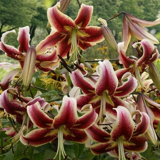 Grote, sterke lelie met grote roze/rode bloemen met crème/geel langs de randen.  Langdurige bloei en geurig. 