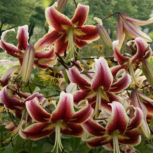 Grote, sterke lelie met grote roze/rode bloemen met crème/geel langs de randen.  Langdurige bloei en geurig. 