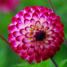 Charger l&#39;image dans la galerie, Dahlia Little Robert, schattige pompon Dahlia die ook mooi is als snijbloem     
