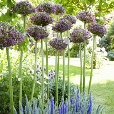 Allium Magic, vrij exclusieve nieuwe soort, kruising tussen Allium schubertii en Allium atropurpureum.  Prachtige kleur, best te omschrijven als metallic paars)  en stevige bloem.   