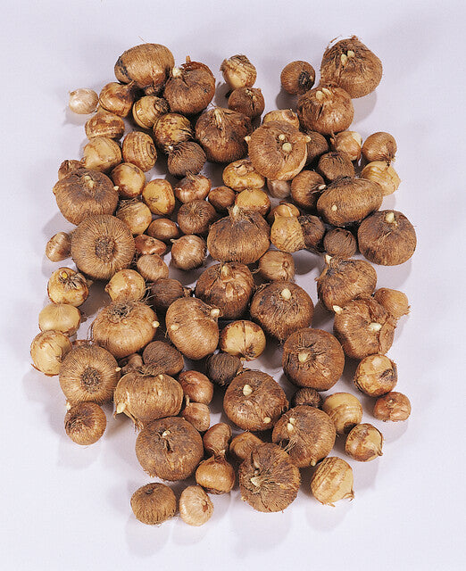 Bestel je Krokussen nu eenvoudig online en plant dit ze dit najaar voor een mooie kleurrijke tuin of terras in het voorjaar!  Wij proberen steeds de grootste maat en beste kwaliteit aan te bieden voor het mooiste resultaat.