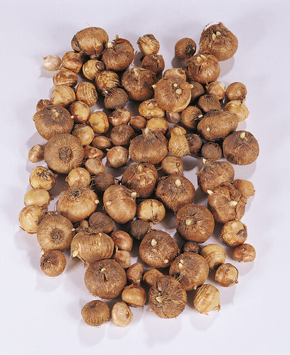 Bestel je Krokussen nu eenvoudig online en plant dit ze dit najaar voor een mooie kleurrijke tuin of terras in het voorjaar!  Wij proberen steeds de grootste maat en beste kwaliteit aan te bieden voor het mooiste resultaat.