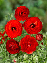 Charger l&#39;image dans la galerie, Ranunculus Rood.      Wanneer je zomerbloembollen kopen?   Bestel ze nu eenvoudig online en plant ze dit voorjaar voor een mooie kleurrijke tuin of terras in de zomer!  
