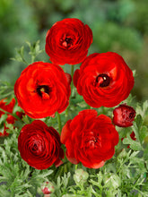 Lade das Bild in den Galerie-Viewer, Ranunculus Rood.      Wanneer je zomerbloembollen kopen?   Bestel ze nu eenvoudig online en plant ze dit voorjaar voor een mooie kleurrijke tuin of terras in de zomer!  
