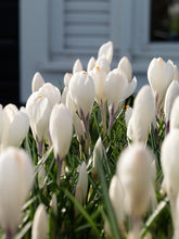 Afbeelding in Gallery-weergave laden, Krokus Jeanne d&#39;Arc.  De meest bekende witte Krokus, nu te koop in onze webwinkel.
