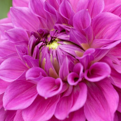 Dahlia  Melody Fanfare is zeer decoratief met hun apart blauwachtig mauve kleur en een  donker  bronsgekleurd blad.  Bestel ze nu eenvoudig online 