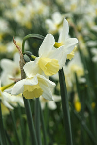 Narcis Sailboat, (Narcis Jonquilla)  Zeer rijkbloeiend en heerlijk geurend, met een hoogte van circa 25 cm. Zeer geschikt voor verwildering.   Bestel je bloembollen nu makkelijk online