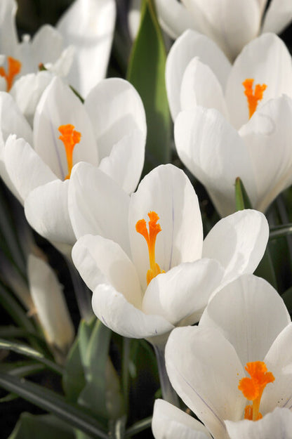 Krokus wit  Jeanne d’Arc.  Klassieke oerdegelijke Krokus.  Nu te bestellen in onze webwinkel www.bulbes.net