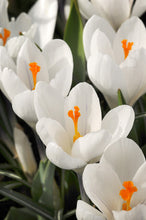 Afbeelding in Gallery-weergave laden, Krokus wit  Jeanne d’Arc.  Klassieke oerdegelijke Krokus.  Nu te bestellen in onze webwinkel www.bulbes.net
