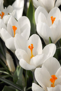 Krokus wit  Jeanne d’Arc.  Klassieke oerdegelijke Krokus.  Nu te bestellen in onze webwinkel www.bulbes.net