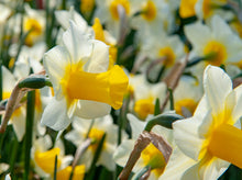 Afbeelding in Gallery-weergave laden, Narcis Pueblo begint eerst gelig maar gaat na een tijdje over naar witte bloemblaadjes met een crèmegele kleurige trompet.  Bestel ze nu eenvoudig online
