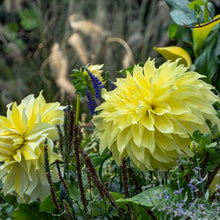 Charger l&#39;image dans la galerie, Dahlia Kelvin Floodlight.  Lekker mooie volle gele kleur, en als het weer meevalt zit je einde oktober nog steeds heerlijk mooie bloemen te plukken.
