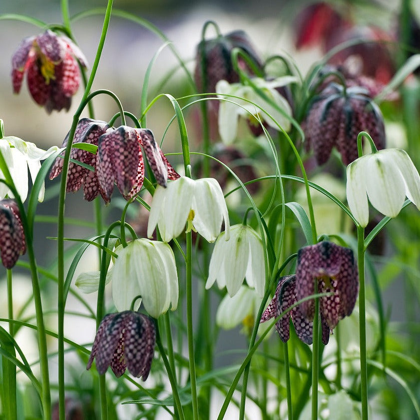 Fritillaria Meleagris (Kievitsbloem, Kievitseitjes)
