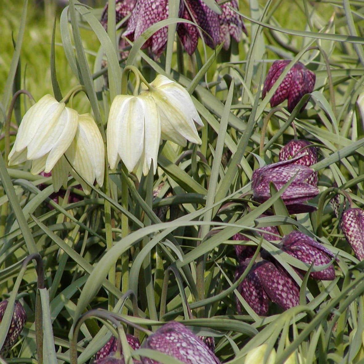 Fritillaria Meleagris   Deze kievitsbloem geeft grote,hangende bloemen en wordt ongeveer 20 cm hoog.