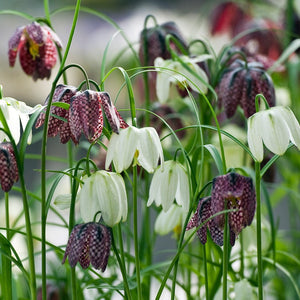 Fritillaria Meleagris