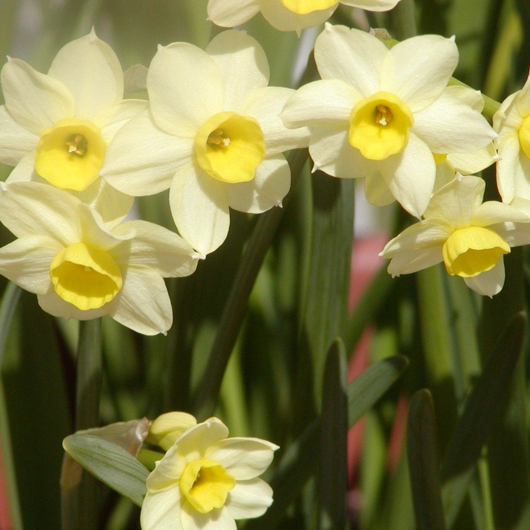 Botanische Narcis Minnow       Behoort tot de familie van de Tazetta narcis (meerder bloemen per stengel).  Zeer geschikt voor verwildering,