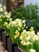 Afbeelding in Gallery-weergave laden, Narcis Minnow
