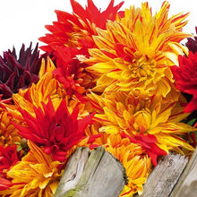 Charger l'image dans la galerie, Plant Dahlia's in het voorjaar voor een zomer lang plezier. Voor een vrolijke en vooral kleurrijke tuin!
