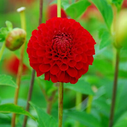 Een leuke aanvulling op de populaire 'Pompon' groep. Nescio is een stevige Dahlia met langbloeiende donkerrode bloemen.  Ook een uitstekende snijbloem.
