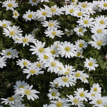Charger l&#39;image dans la galerie, Anemonen blanda White Splendour
