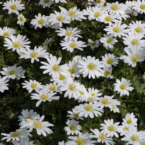 Anemonen blanda White Splendour