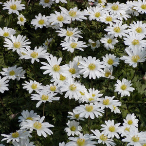 Anemonen blanda White Splendour
