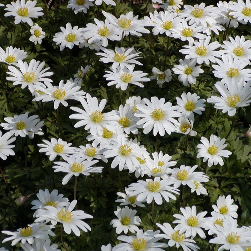 Anemonen blanda White Splendour