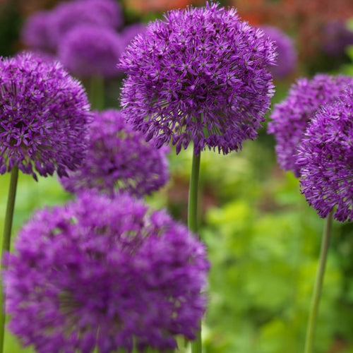 Purple Sensation heeft een mooie purperen bloem. Voor een mooi effect bij voorkeur in groepen aanplanten.  Het is ook een mooie en dankbare snijbloem Bloemgrootte is 10-15 cm