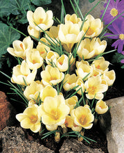 Afbeelding in Gallery-weergave laden, Krokus chrysanthus Cream Beauty  Zeer mooie ronde, roomkleurige bloemen met dieporanje meeldraden.
