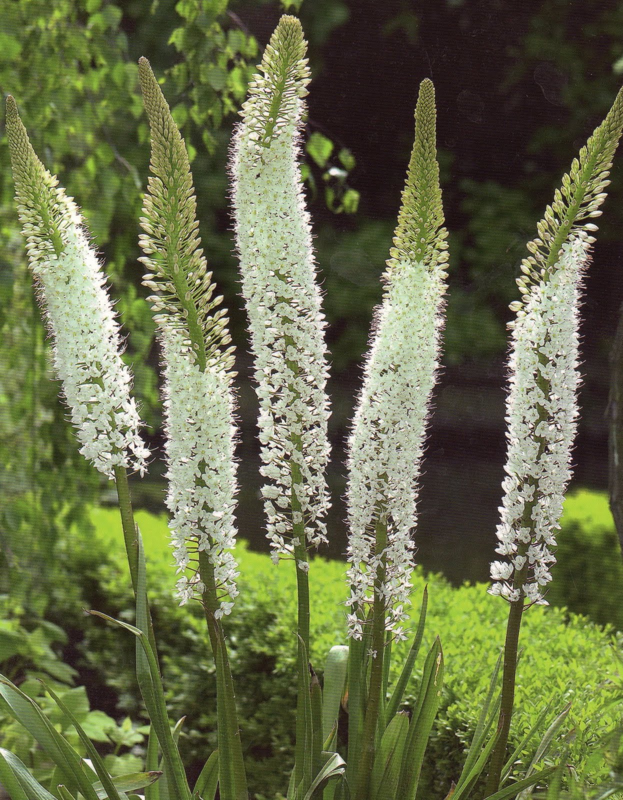 Eremurus Himalaicus, witte variant van de Eremurus.   Deze soort creëert gigantische bloemaren van 2 meter hoogte bestaande uit honderden stervormige bloemen in een heldere witte kleur.  Prachtig achterin de border!