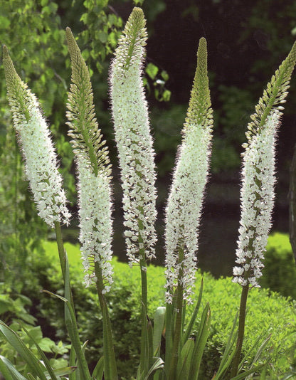 Eremurus Himalaicus, witte variant van de Eremurus.   Deze soort creëert gigantische bloemaren van 2 meter hoogte bestaande uit honderden stervormige bloemen in een heldere witte kleur.  Prachtig achterin de border!