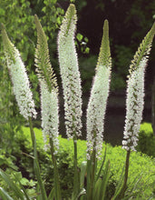 Afbeelding in Gallery-weergave laden, Eremurus Himalaicus, witte variant van de Eremurus.   Deze soort creëert gigantische bloemaren van 2 meter hoogte bestaande uit honderden stervormige bloemen in een heldere witte kleur.  Prachtig achterin de border!
