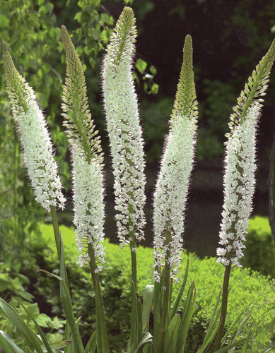 Eremurus Himalaicus, witte variant van de Eremurus.   Deze soort creëert gigantische bloemaren van 2 meter hoogte bestaande uit honderden stervormige bloemen in een heldere witte kleur.  Prachtig achterin de border!