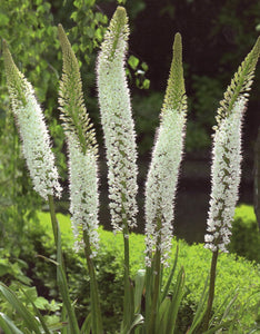 Eremurus Himalaicus, witte variant van de Eremurus.   Deze soort creëert gigantische bloemaren van 2 meter hoogte bestaande uit honderden stervormige bloemen in een heldere witte kleur.  Prachtig achterin de border!