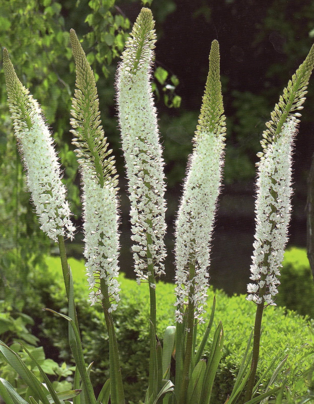 Eremurus Himalaicus, witte variant van de Eremurus.   Deze soort creëert gigantische bloemaren van 2 meter hoogte bestaande uit honderden stervormige bloemen in een heldere witte kleur.  Prachtig achterin de border!