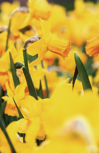 Botanische narcis Jetfire, super leuk in de tuin of op pot!