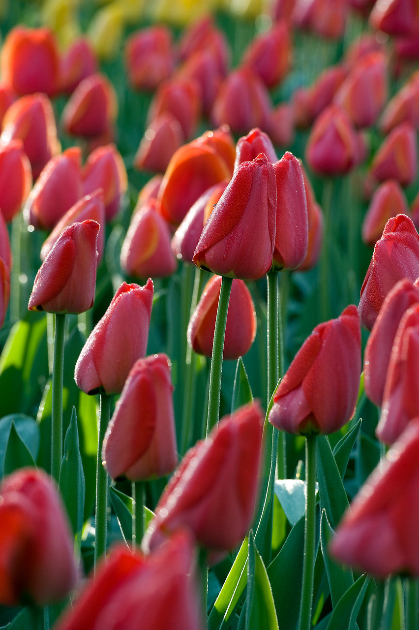 Tulp Parade, mooie rode Darwin 