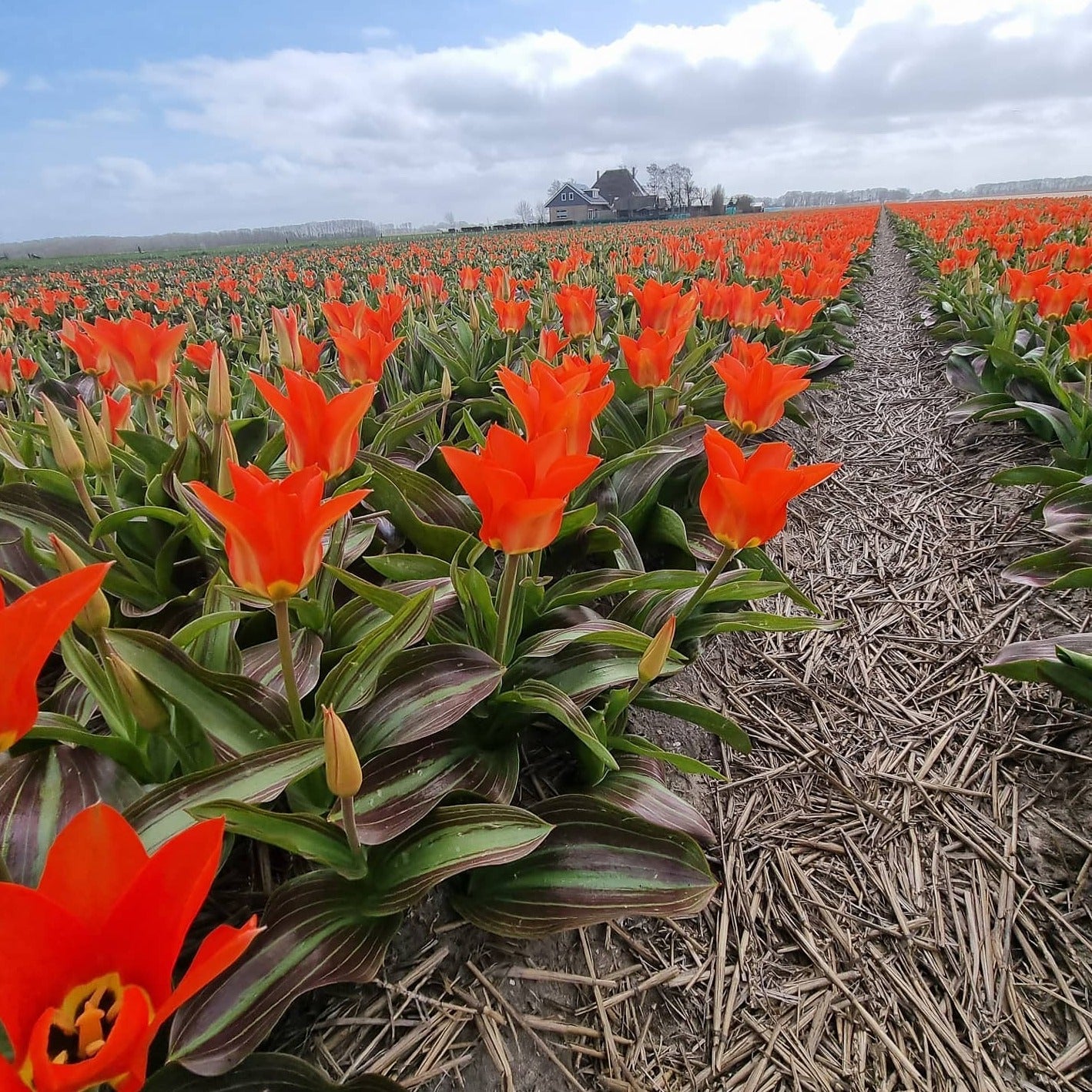 Tulp Park Dreamway  (Fosteriana tulp)  Gloednieuwe en exclusieve soort  Officieel te boek als een Fosteriana tulp, hoewel deze mooie tulp ook een aantal Greigii tulp kenmerken heeft, zoals de (lage)  hoogte en het bont blad. 