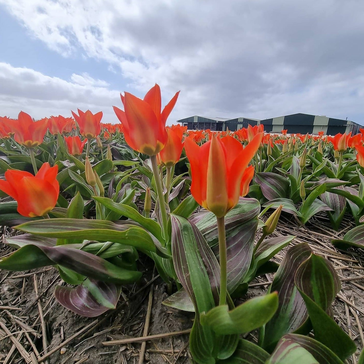 Tulp Park Dreamway  (Fosteriana tulp)  Gloednieuwe en exclusieve soort  Officieel te boek als een Fosteriana tulp, hoewel deze mooie tulp ook een aantal Greigii tulp kenmerken heeft, zoals de (lage)  hoogte en het bont blad. 