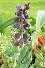 Lade das Bild in den Galerie-Viewer, Fritillaria Persica.  Mooie variëteit van Fritillaria die nog niet zo bekend is in onze tuinen.      Elke stengel heeft 15 à 20 klokvormige zwart purperen bloemen
