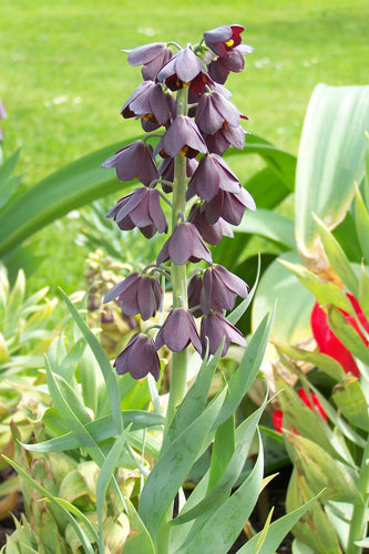 Fritillaria Persica.  Mooie variëteit van Fritillaria die nog niet zo bekend is in onze tuinen.      Elke stengel heeft 15 à 20 klokvormige zwart purperen bloemen