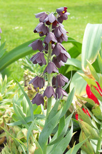 Fritillaria Persica.  Mooie variëteit van Fritillaria die nog niet zo bekend is in onze tuinen.      Elke stengel heeft 15 à 20 klokvormige zwart purperen bloemen