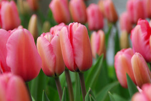 Tulp Pink Impression 