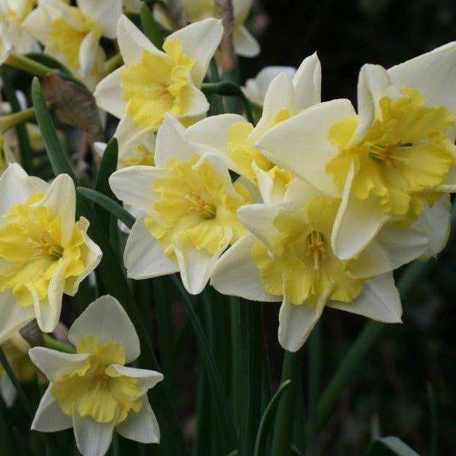 Narcis Promdance         (Spleetkronig)    Stevige late bloeier, een soort die in Engeland al furore maakte op de Chelsea Flower Show!  