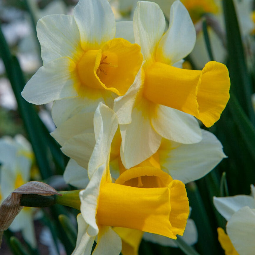 Narcis Pueblo begint eerst gelig maar gaat na een tijdje over naar  witte bloemblaadjes met een crèmegele kleurige trompet. Pueblo is heerlijk geurend en laat zich graag planten in bakken of schalen.