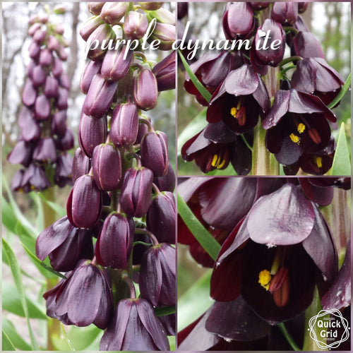 Fritillaria Persica Purple Dynamite®  Exclusieve nieuwe soort uit de Fritillaira Persica familie.  Purple Dynamite heeft een  glimmend blad en glimmende bloemen.   Een sprankelen feestelijk beeld voor elke tuin!  