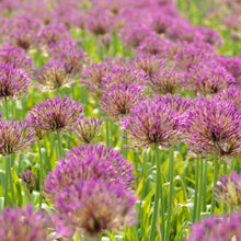 Lade das Bild in den Galerie-Viewer, Nog niet echt bekend, maar zeer zeker de moeite waard om eens uit te proberen.   Relatief vroege soort van circa 90 cm hoog, maar met een leuke grote luchtige bloem.  Purple Rain is trouwens een kruising tussen de klassieke gekende Allium Purple Sensation en Allium Christophii (vandaar de grote luchtige bloem).
