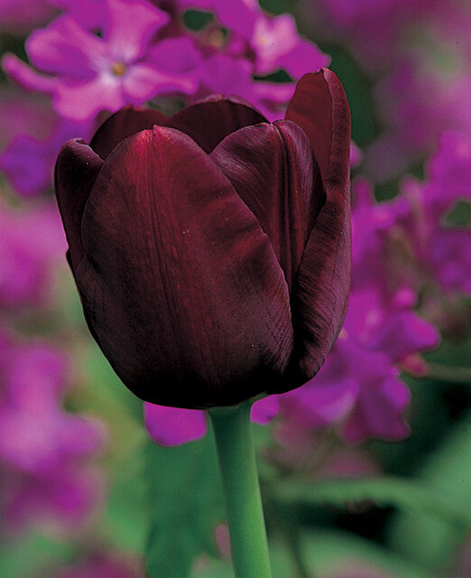 Queen of Night. Bestel je tulpen nu eenvoudig online en plant dit ze dit najaar voor een mooie kleurrijke tuin of terras in het voorjaar!  